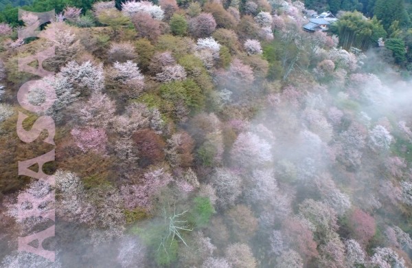 空撮 奈良県 吉野 千本桜